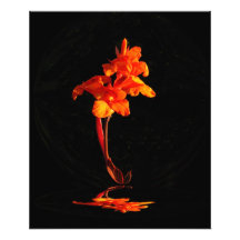 Foto do ~ de Canna do por do sol