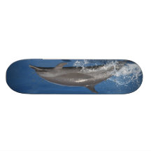Foto do golfinho skate