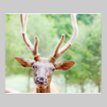 Foto dos alces do amigo pôsteres