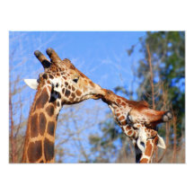 Foto dos girafas do estiramento