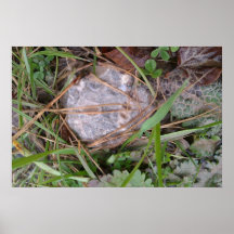 Foto fóssil orgânica da terra poster