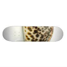 Foto macro de um Seashell 4 Skate Boards