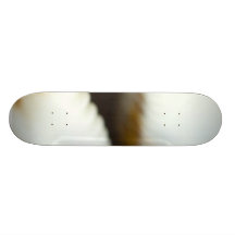 Foto macro de um Seashell Skate