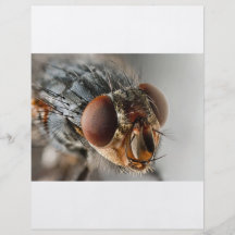 Foto macro de uma mosca modelos de panfleto
