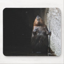 Foto selvagem ereta bonito dos animais selvagens d mousepads