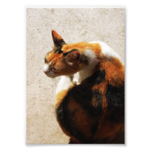 Foto Tricolor do gato