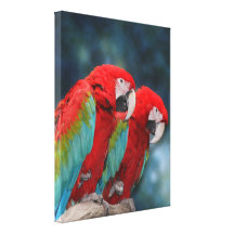 Foto vermelha bonito do casal dos papagaios impressão de canvas envolvida