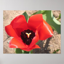 Foto vermelha da tulipa poster