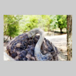Fotografia da avestruz pôsteres