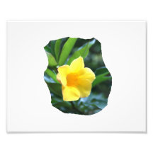 Fotografia da flor de trombeta amarela