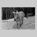 Fotografia da zebra pôsteres