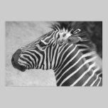 Fotografia da zebra pôsteres