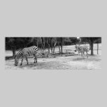 Fotografia das zebras pôsteres