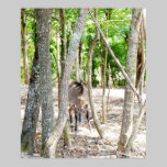 Fotografia de Nelgi pôsteres