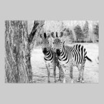 Fotografia do duo da zebra pôsteres