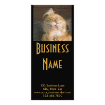 Fotografia do gato de racum de Maine Panfleto Personalizado