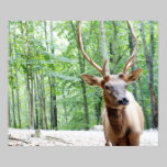 Fotografia dos alces do amigo pôsteres