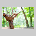 Fotografia dos alces do amigo pôsteres