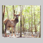 Fotografia nova dos alces pôsteres