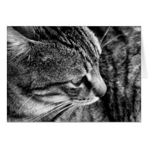 Fotografia preta & branca do gato cartões