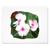 Fotografia roxa das flores de Pinwheel de Posteriz