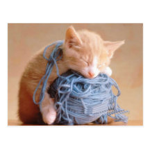 Fotos preciosas do gato e do gatinho, presentes -  cartões postais