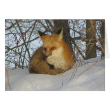 Fox de descanso cartao