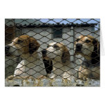 Foxhounds de Wensleydale nos canis, Yorkshire, Eng Cartão