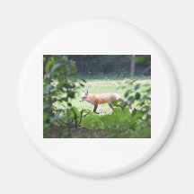 foxmom1 imãs