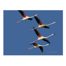 France, Bouches du Rhone, Camargue, maior Cartões Postais