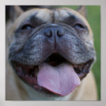 Frenchie Impressão