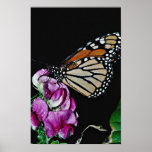 fritillary Prata-lavado, flores do paphia do Argyn Poster