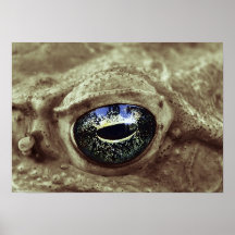 frogi posters