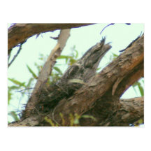 frogmouth da coruja cartoes postais
