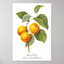 Fruta da comida do vintage, pêssego do abricó por  impressão