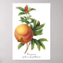 Fruta da comida do vintage, romã por Redoute Posters