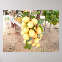 Frutas tropicais impressão