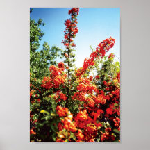 frutas vermelhas posters