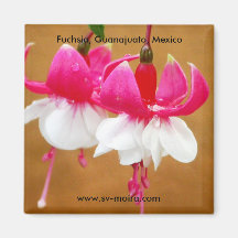 Fúcsia (fuschsia), San Gabriel de Barrera Imã
