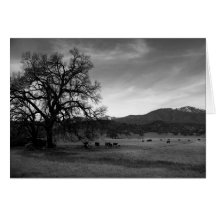 Gado ao norte de Stonyford, Colusa County, CA, 196 Cartões