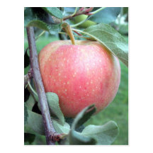 Gala real Apple Cartoes Postais
