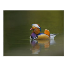 Galericulata selvagem do Aix do pato de mandarino) Cartão Postal