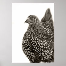 Galinha atada ouro de Wyandotte Posters