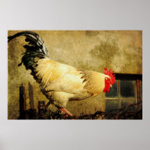 Galo do vintage poster