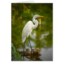 Garça-real de grande branco em uma fotografia do r cartão