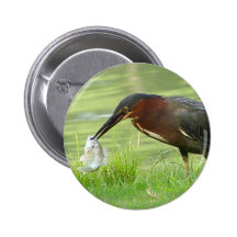 Garça-real verde com botão dos peixes boton