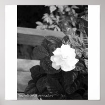 Gardenia da mãe posteres