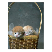 Gatinho Cartão Postal