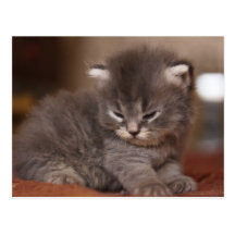 Gatinho Cartão Postal