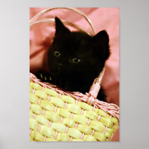 Gatinho da cesta posteres